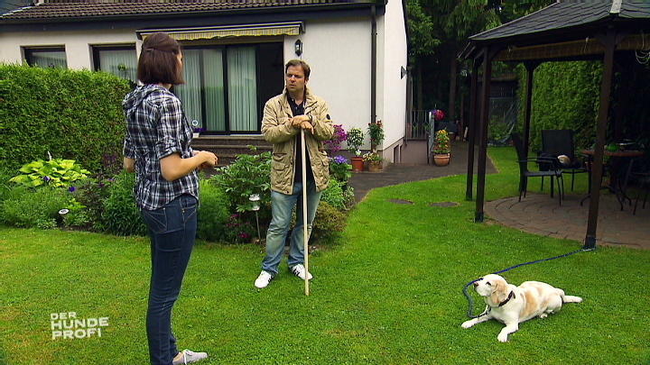Beagle Trevor ist futteraggressiv Beagle Trevor ist futteraggressiv