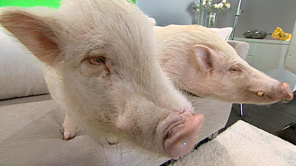 Start der neuen Staffel zur Mini-Serie: Schwein gehabt Start der neuen Staffel zur Mini-Serie: Schwein gehabt