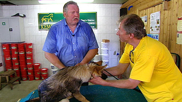 Tamme Hanken hilft Schäferhund Sammy Tamme Hanken hilft Schäferhund Sammy