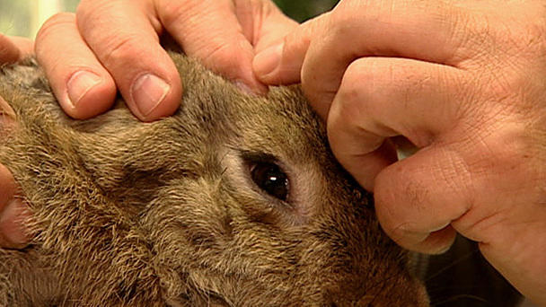 Dr. Wolf: Deutscher Riese mit einem Abzess Dr. Wolf: Deutscher Riese mit einem Abzess