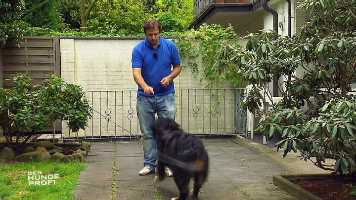 Das Training mit Sennenhündin Mecki Das Training mit Sennenhündin Mecki