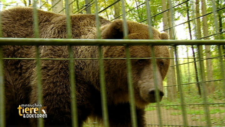 Bärenwald Anholt: Zahn-OP Bärenwald Anholt: Zahn-OP