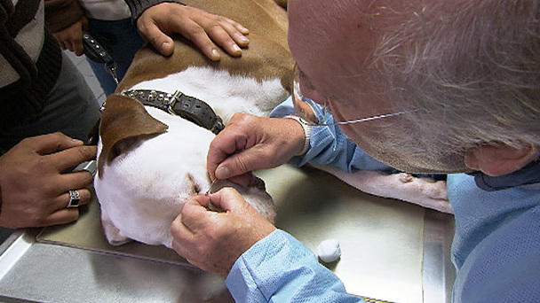 Dr. Wolf behandelt einen Hund mit Zecke Dr. Wolf behandelt einen Hund mit Zecke