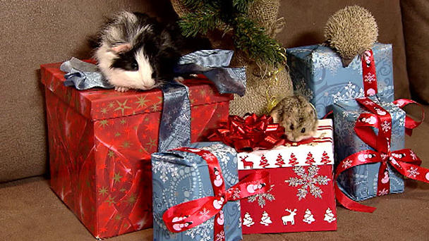 Hamster-Geschenke kritisch hinterfragen! Hamster-Geschenke kritisch hinterfragen!