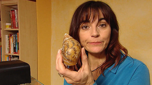 Schnecken als Haustiere Schnecken als Haustiere