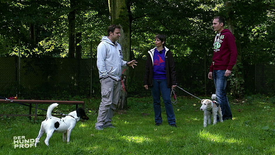 Zwei Hundemachos treffen aufeinander Zwei Hundemachos treffen aufeinander