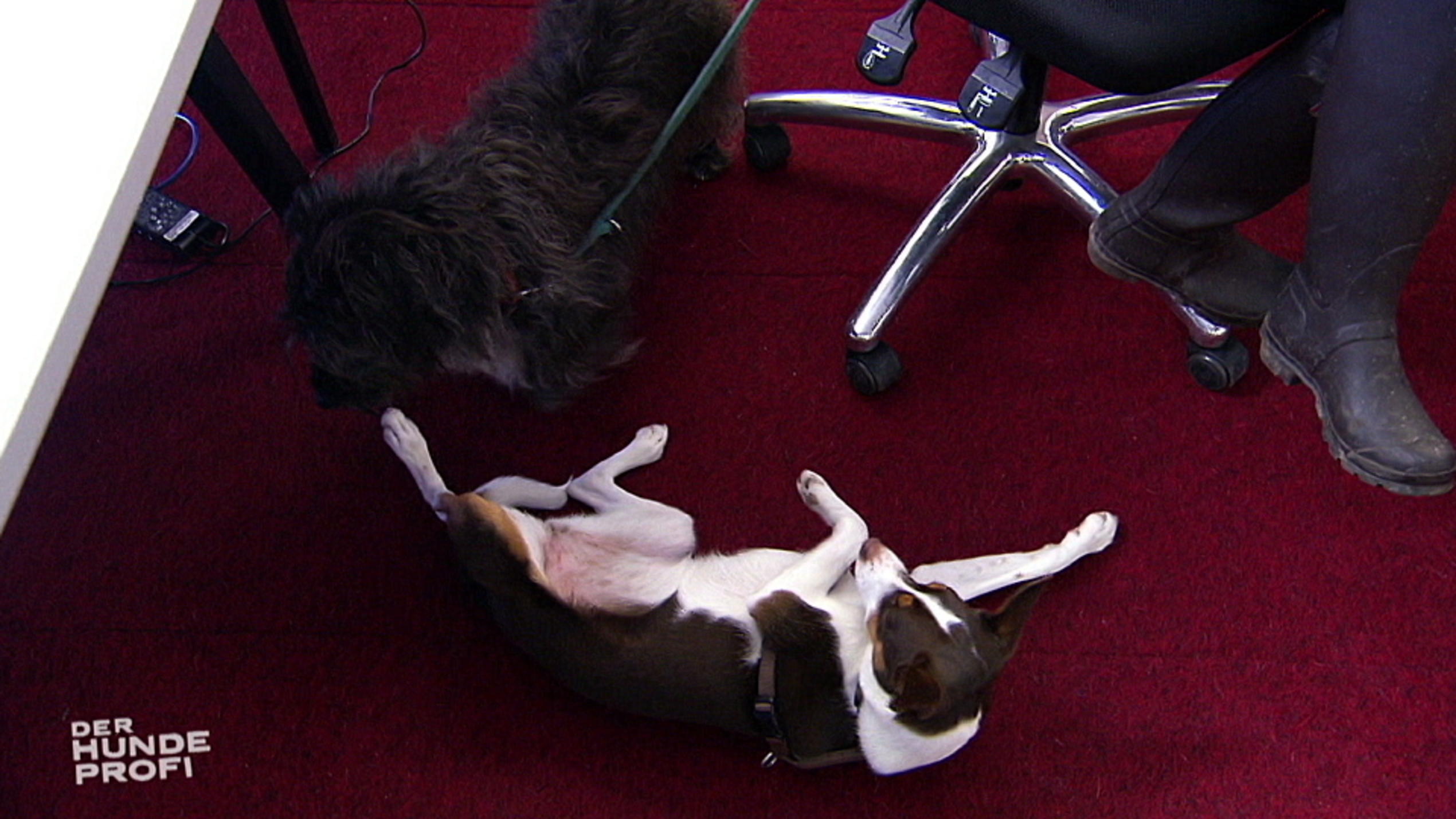 Vier Hunde rocken das Büro! Vier Hunde rocken das Büro!