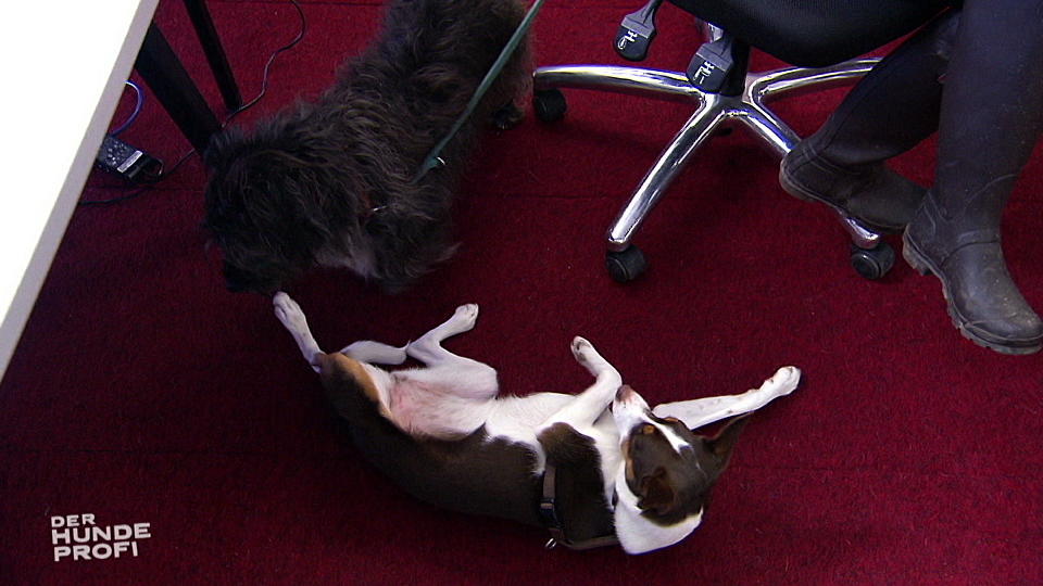 Vier Hunde rocken das Büro! Vier Hunde rocken das Büro!