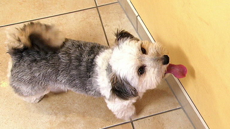 Terrier-Mischling Henry schleckt die Wände ab! Terrier-Mischling Henry schleckt die Wände ab!