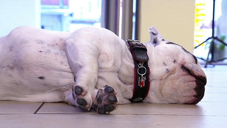 Bulldogge Bruno mag einfach nicht alleine sein Bulldogge Bruno mag einfach nicht alleine sein