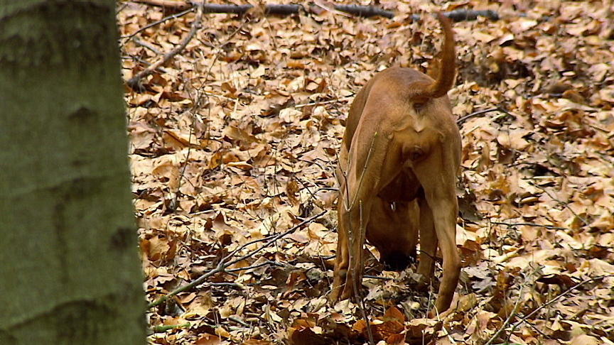 Ridgeback-Hündin Nia frisst gerne Hundekot Ridgeback-Hündin Nia frisst gerne Hundekot