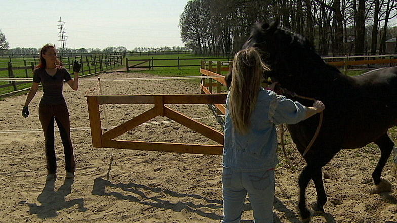 Kann Sandra Schneider Hengst Pupsi bändigen? Kann Sandra Schneider Hengst Pupsi bändigen?