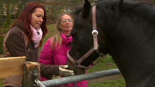 Quarterhorse-Hengst Pupsi ist unberechenbar! Quarterhorse-Hengst Pupsi ist unberechenbar!