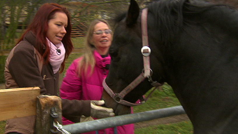 Quarterhorse-Hengst Pupsi ist unberechenbar! Quarterhorse-Hengst Pupsi ist unberechenbar!