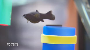 Fische kann man nur Beobachten?! Fische kann man nur Beobachten?!