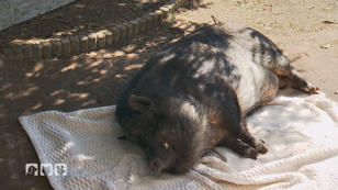 Hängebauchschwein Oskar hat ein schweres Trauma Hängebauchschwein Oskar hat ein schweres Trauma