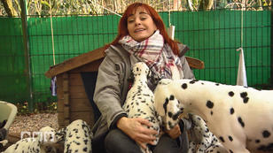 Diana Eichhorn zwischen Dalmatiner-Welpen Diana Eichhorn zwischen Dalmatiner-Welpen