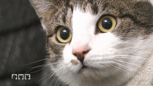 Was ist bloß mit Kater Rambo los? Was ist bloß mit Kater Rambo los?
