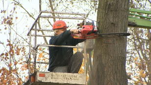 Dem alten Baum geht es an den Kragen Dem alten Baum geht es an den Kragen