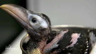 Das Tucan-Baby entwickelt sich prächtig Das Tucan-Baby entwickelt sich prächtig