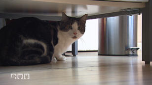 Übergewicht bei Katzen Übergewicht bei Katzen