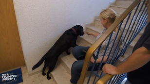 33-Kilo-Labrador Fin verweigert die Treppe 33-Kilo-Labrador Fin verweigert die Treppe