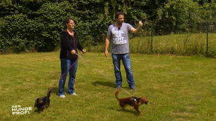 Dackel und Frauchen auf dem Trainingsgelände Dackel und Frauchen auf dem Trainingsgelände