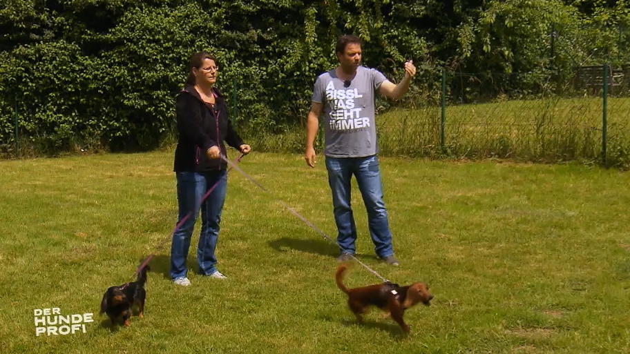 Dackel und Frauchen auf dem Trainingsgelände Dackel und Frauchen auf dem Trainingsgelände