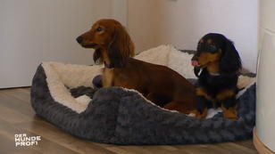 Bella und Diva sind erstaunlich ruhig Bella und Diva sind erstaunlich ruhig