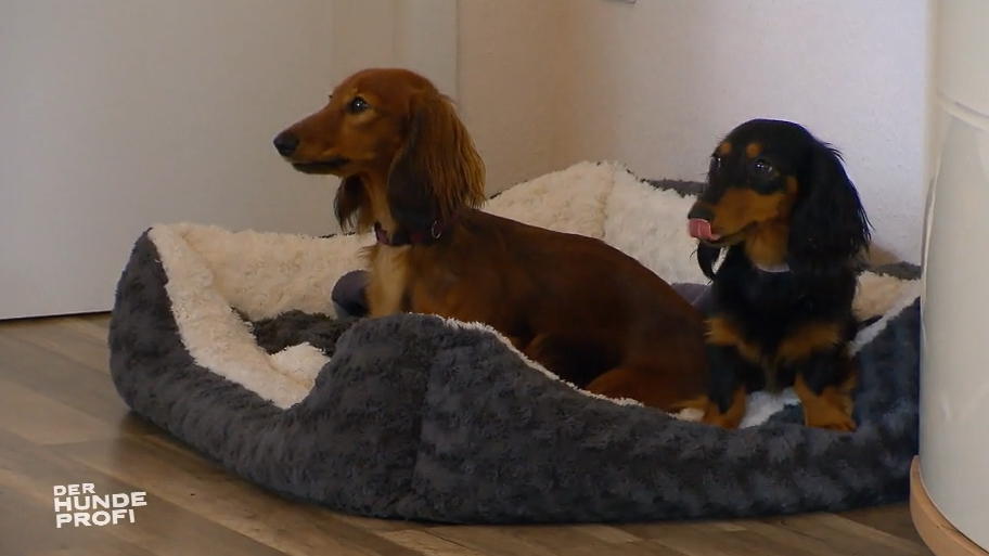 Bella und Diva sind erstaunlich ruhig Bella und Diva sind erstaunlich ruhig