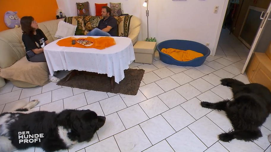 Rüde Flint hört auf niemanden Rüde Flint hört auf niemanden