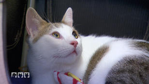 Kater Mio kennt keine Grenzen Kater Mio kennt keine Grenzen