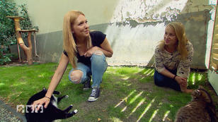 Zwei Katzen, zwei Probleme Zwei Katzen, zwei Probleme