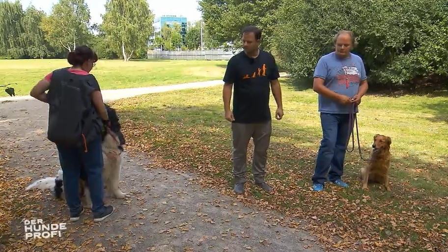 Flint wird mit anderen Hunden konfrontiert Flint wird mit anderen Hunden konfrontiert