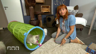Ragdoll Katzen - eine faszinierende Rasse Ragdoll Katzen - eine faszinierende Rasse