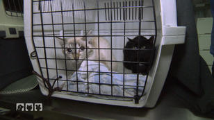 Ein großes Herz für Katzen Ein großes Herz für Katzen