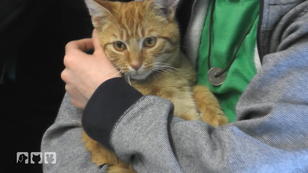 Ein Kater wird kastriert Ein Kater wird kastriert