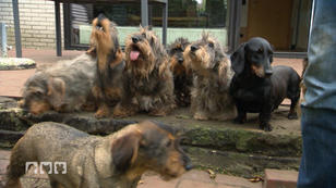 Eine Hundezucht wird aufgelöst Eine Hundezucht wird aufgelöst