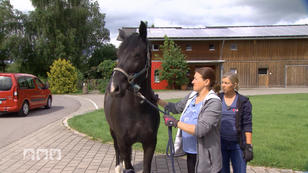 Ein neuer Patient auf dem Schabelhof Ein neuer Patient auf dem Schabelhof