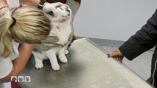 Katze Sina mag keine Tierarztbesuche Katze Sina mag keine Tierarztbesuche