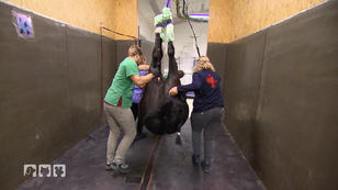 Aquatraining für Stute Harmina Aquatraining für Stute Harmina