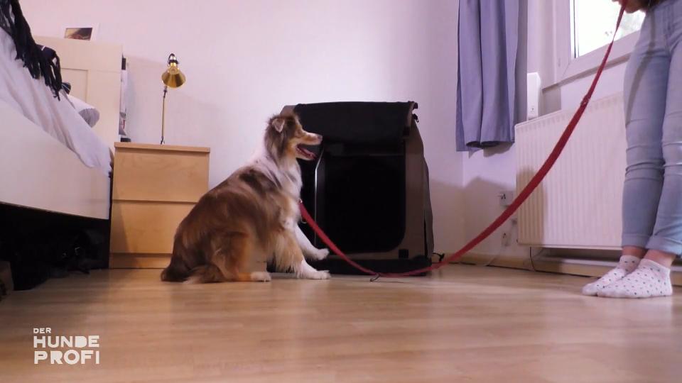 Milow merkt sofort, wo die Fleischwurst herkommt Milow merkt sofort, wo die Fleischwurst herkommt