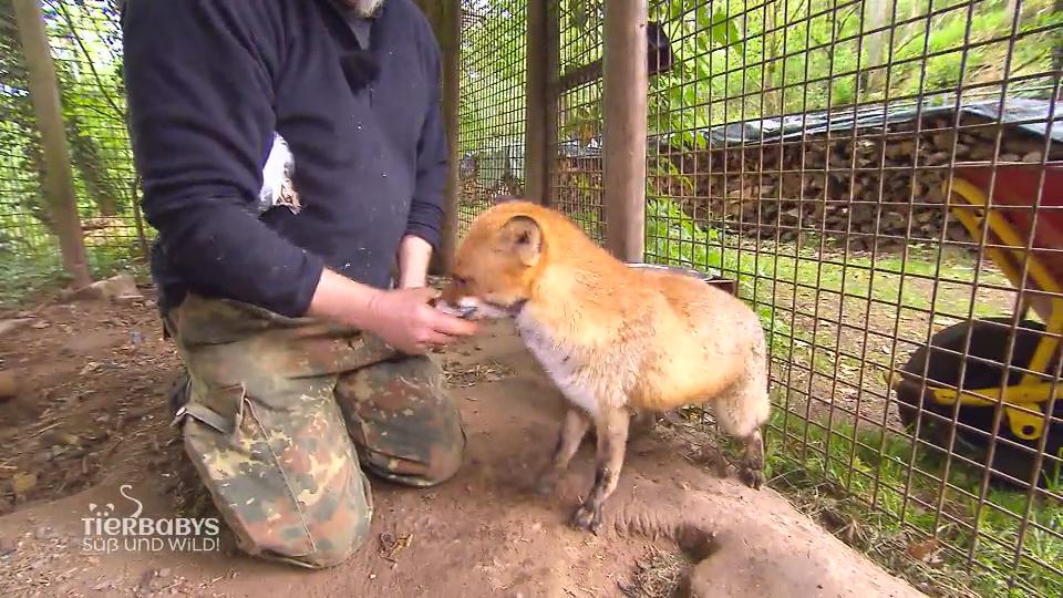 Paulchen wollte nicht in die Freiheit Paulchen wollte nicht in die Freiheit