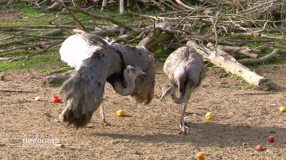 Die Kruses haben nicht nur Kängurus! Die Kruses haben nicht nur Kängurus!