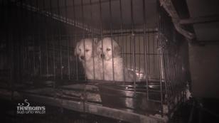 Rettung von 77 kleinen Hundewelpen Rettung von 77 kleinen Hundewelpen