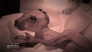 Saskia Kruse rettet Baby E.T. das Leben! Saskia Kruse rettet Baby E.T. das Leben!