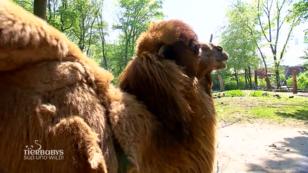 Die Trampeltiere lassen sich im Zoo verwöhnen Die Trampeltiere lassen sich im Zoo verwöhnen
