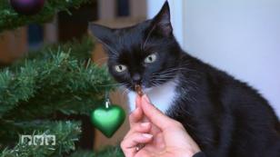 Adventskalender für Katzen – was taugen sie? Adventskalender für Katzen – was taugen sie?