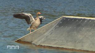 Eine Graugans mit hängendem Flügel Eine Graugans mit hängendem Flügel