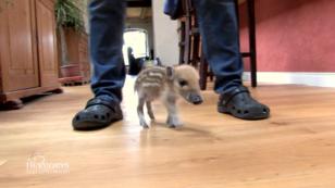 Die Kruses haben jede Menge neue Tierbabys Die Kruses haben jede Menge neue Tierbabys